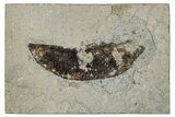 Fossil Legume(?) Pod - Green River Formation #260411-1